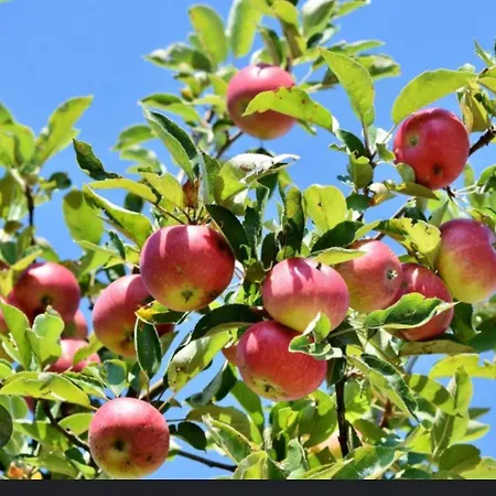 Casa Vicente * 라메구