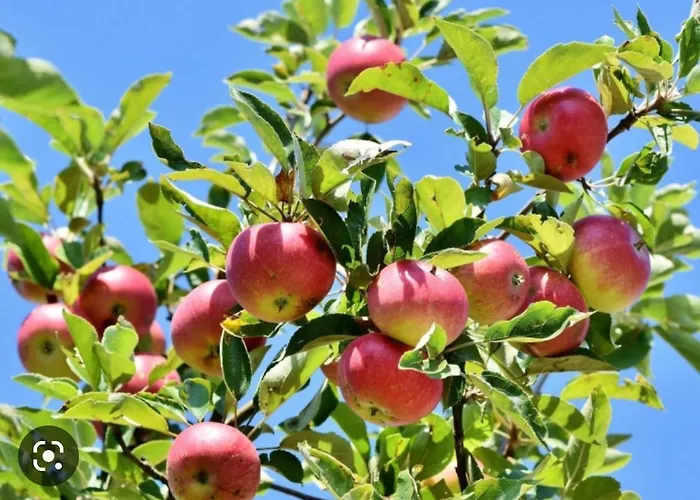 Casa Vicente * ラメゴ